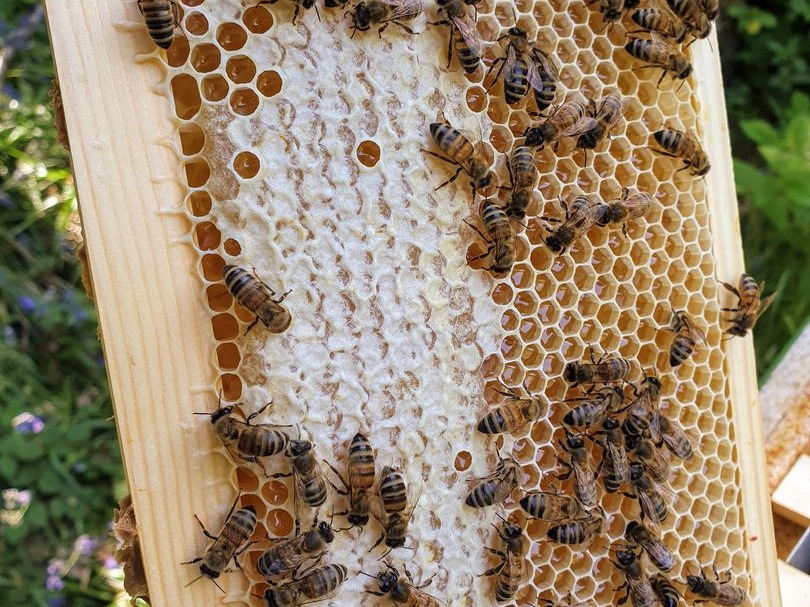 Bees on honeycomb with capped and uncapped honey